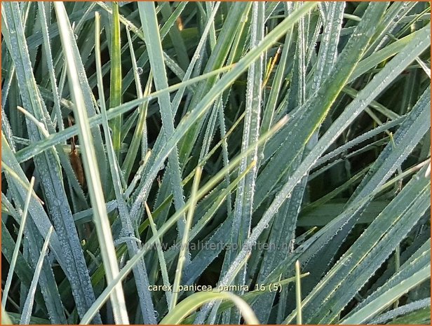 Carex panicea 'Pamira' | Blauwe zegge, Zegge | Hirse-Segge