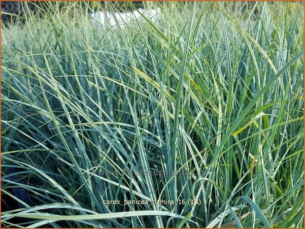 Carex panicea 'Pamira' | Blauwe zegge, Zegge | Hirse-Segge