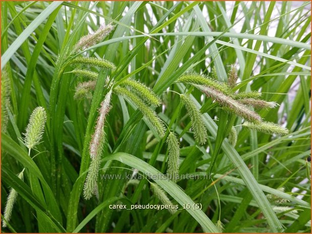 Carex pseudocyperus | Hoge cyperzegge, Zegge | Scheinzypergras-Segge
