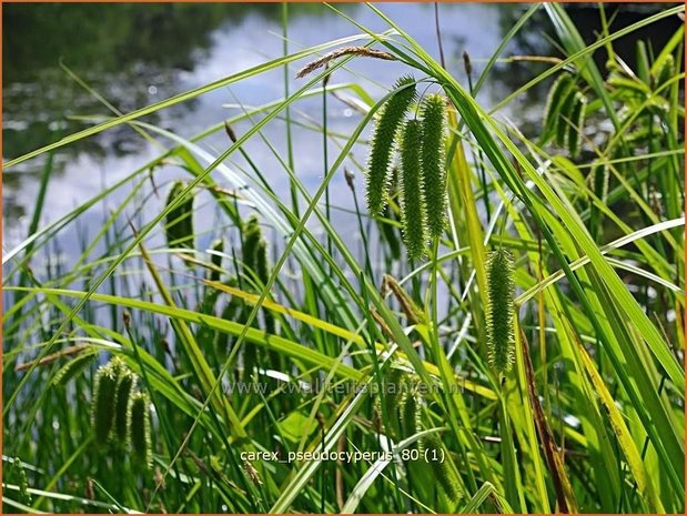 Carex pseudocyperus | Hoge cyperzegge, Zegge | Scheinzypergras-Segge