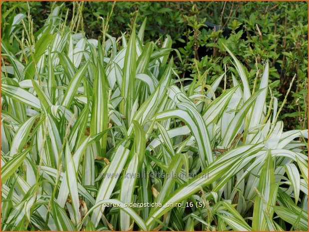 Carex siderosticha 'Shiro' | Breedbladzegge, Zegge