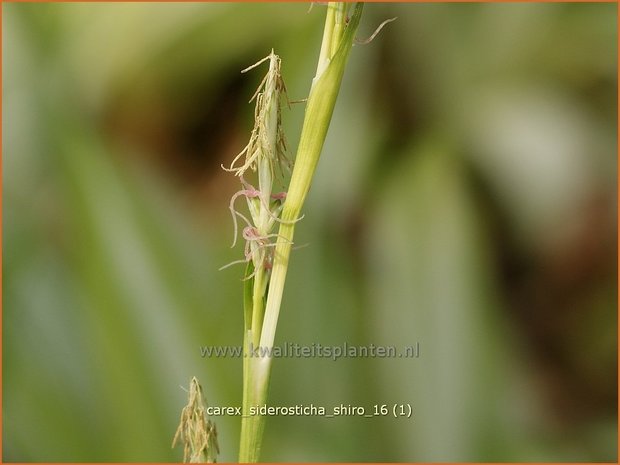 Carex siderosticha 'Shiro' | Breedbladzegge, Zegge