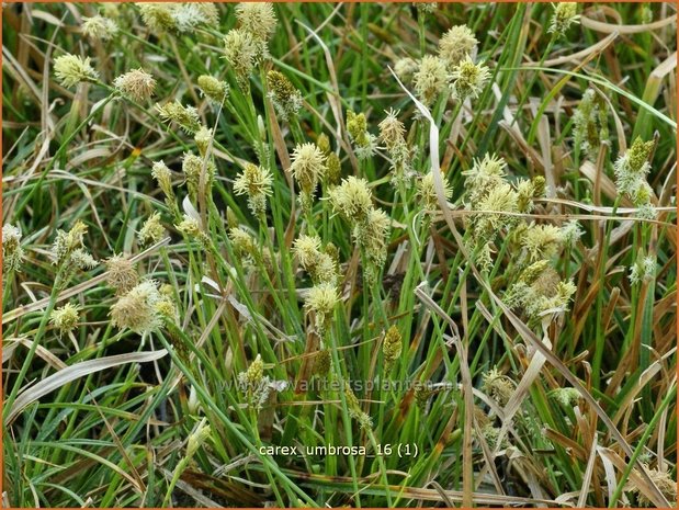 Carex umbrosa | Schaduwzegge, Zegge | Schatten-Segge