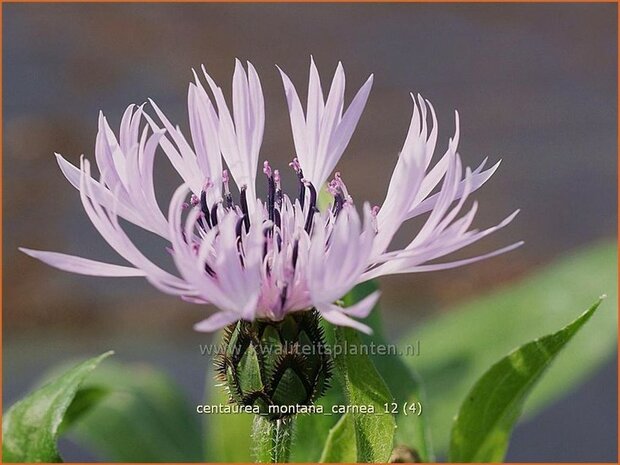 Centaurea montana 'Carnea' | Bergkorenbloem, Bergcentaurie, Korenbloem, Centaurie | Berg-Flockenblume