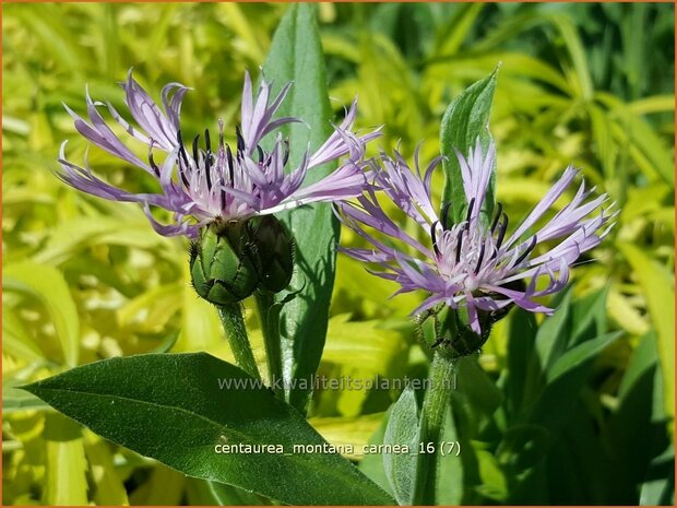 Centaurea montana 'Carnea' | Bergkorenbloem, Bergcentaurie, Korenbloem, Centaurie | Berg-Flockenblume