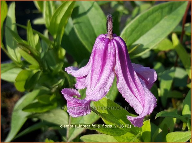 Clematis integrifolia 'Floris V' | Bosrank, Clematis | Krautige Waldrebe