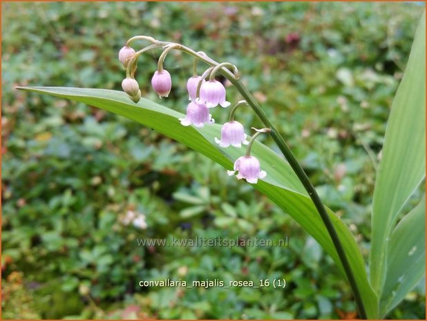 Convallaria majalis 'Rosea' | Lelietje-van-dalen | Gew&ouml;hnliches Maigl&ouml;ckchen