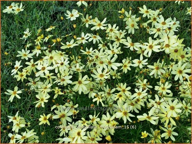 Coreopsis verticillata 'Moonbeam' | Meisjesogen | Quirlblättriges Mädchenauge