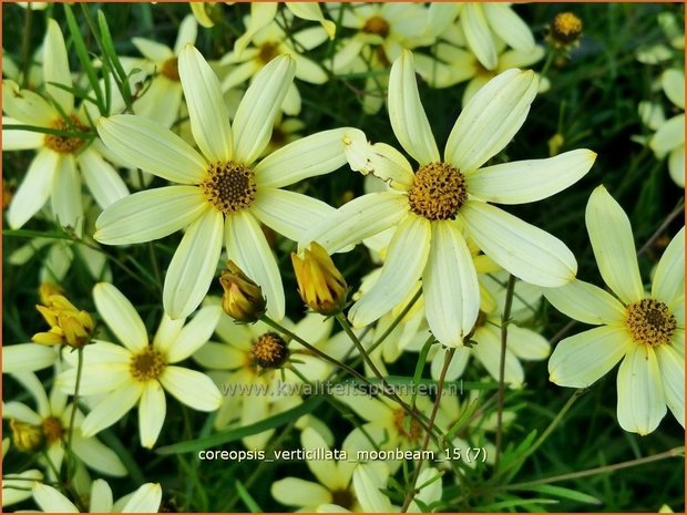 Coreopsis verticillata 'Moonbeam' | Meisjesogen | Quirlblättriges Mädchenauge