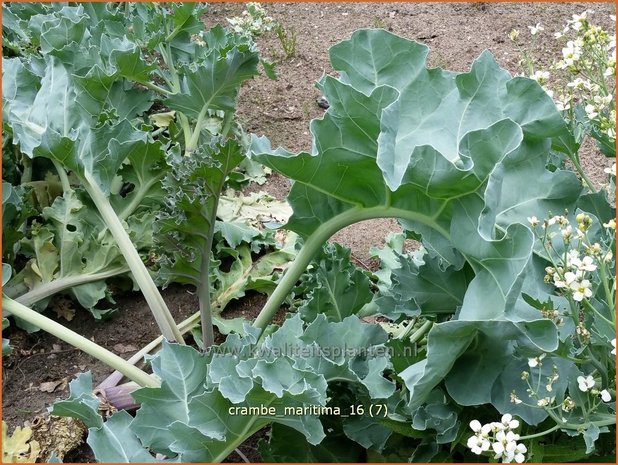 Crambe maritima | Zeekool | Weisser Meerkohl