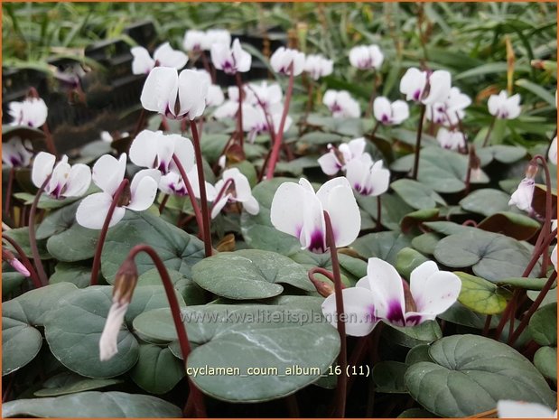 Cyclamen coum 'Album' | Rondbladige cyclaam, Cyclaam, Alpenviooltje, Tuincyclaam | Frühlings-Alpenveilchen