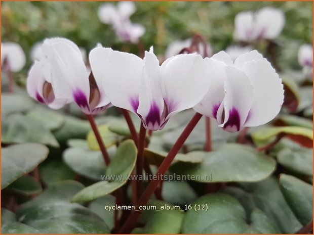 Cyclamen coum 'Album' | Rondbladige cyclaam, Cyclaam, Alpenviooltje, Tuincyclaam | Frühlings-Alpenveilchen