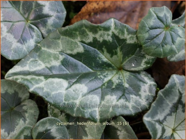 Cyclamen hederifolium 'Album' | Napolitaanse cyclaam, Cyclaam, Alpenviooltje, Tuincyclaam | Herbst-Alpenveilchen