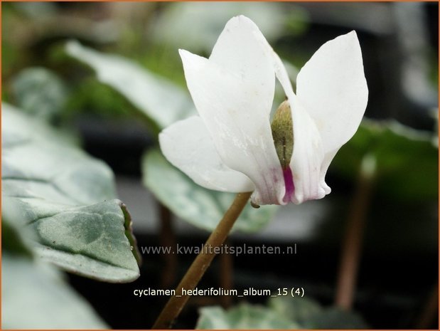 Cyclamen hederifolium 'Album' | Napolitaanse cyclaam, Cyclaam, Alpenviooltje, Tuincyclaam | Herbst-Alpenveilchen