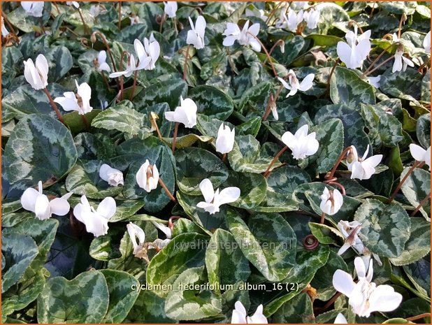 Cyclamen hederifolium 'Album' | Napolitaanse cyclaam, Cyclaam, Alpenviooltje, Tuincyclaam | Herbst-Alpenveilchen