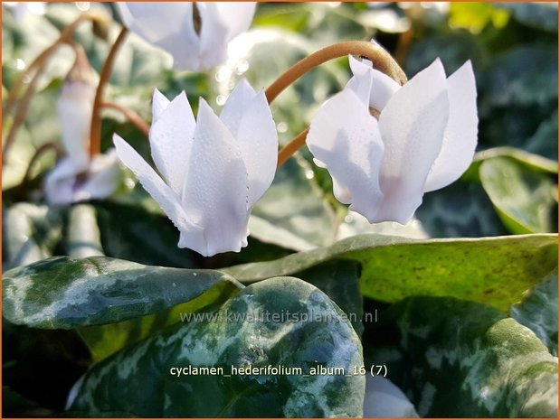 Cyclamen hederifolium 'Album' | Napolitaanse cyclaam, Cyclaam, Alpenviooltje, Tuincyclaam | Herbst-Alpenveilchen