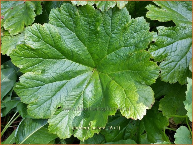 Darmera peltata | Schildblad, Voetblad | Schildblatt