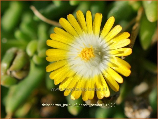 Delosperma 'Jewel of Desert Peridott' | IJsbloempje, IJsplant | Mittagsblume