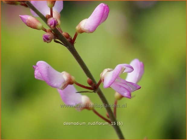 Desmodium nudiflorum | Wandelklee