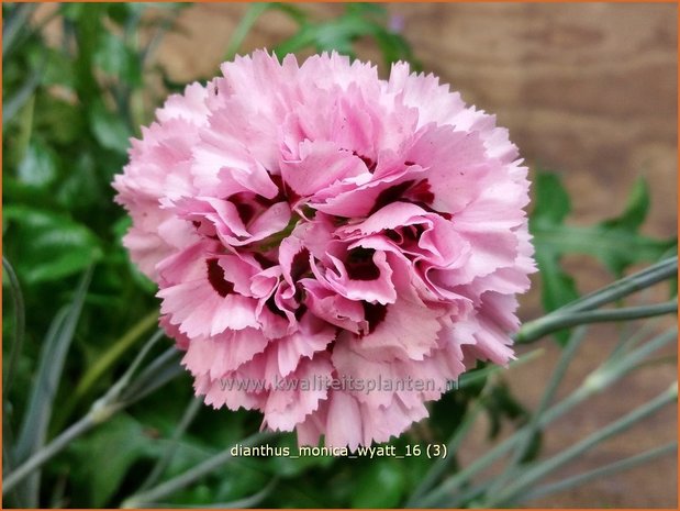 Dianthus 'Monica Wyatt' | Grasanjer, Anjer | Federnelke