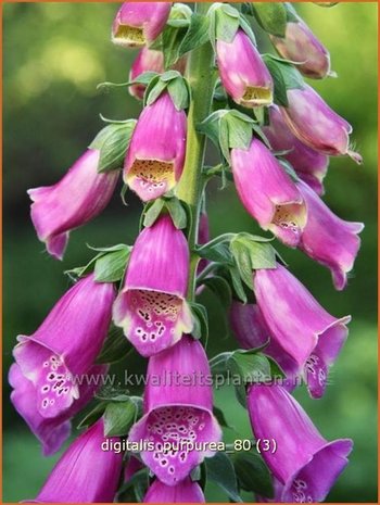 Digitalis purpurea | Echt vingerhoedskruid, Vingerhoedskruid | Roter Fingerhut | Common Foxglove