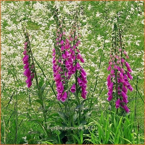 Digitalis purpurea | Vingerhoedskruid | Roter Fingerhut