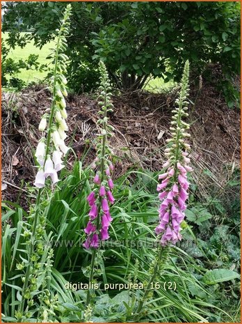 Digitalis purpurea | Vingerhoedskruid | Roter Fingerhut