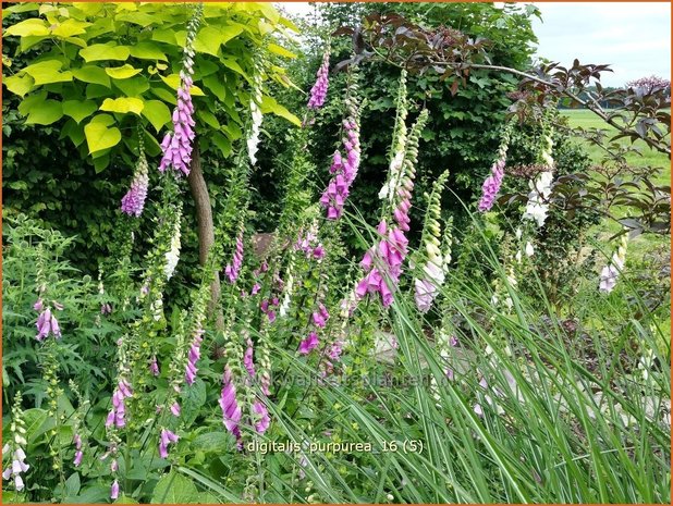 Digitalis purpurea | Vingerhoedskruid | Roter Fingerhut