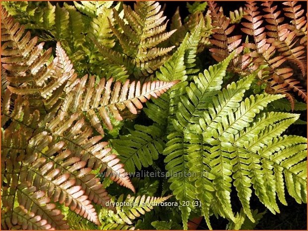 Dryopteris erythrosora | Rode sluiervaren, Herfstvaren | Rotschleierfarn | Autumn Fern