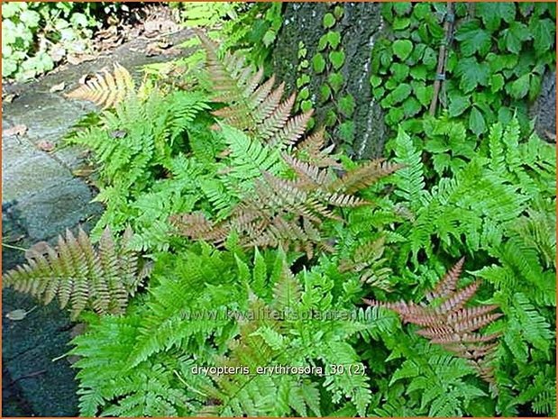 Dryopteris erythrosora | Rode sluiervaren, Herfstvaren | Rotschleierfarn