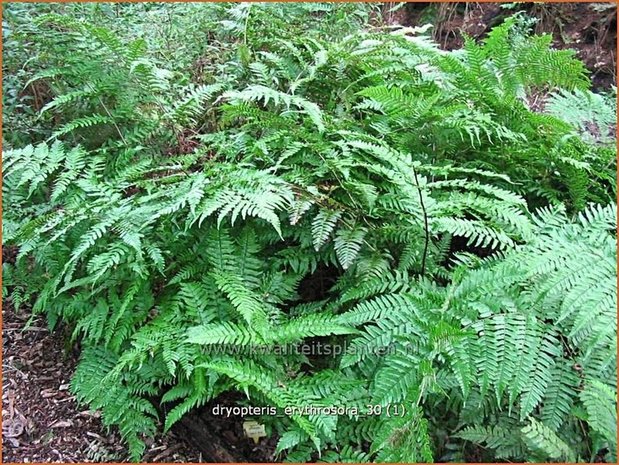 Dryopteris erythrosora | Rode sluiervaren, Herfstvaren | Rotschleierfarn