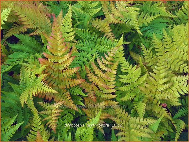 Dryopteris erythrosora | Rode sluiervaren, Herfstvaren | Rotschleierfarn