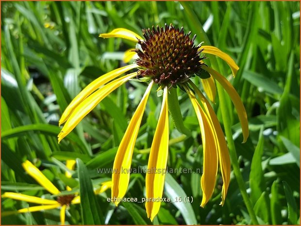 Echinacea paradoxa | Zonnehoed | Seltsamer Sonnenhut