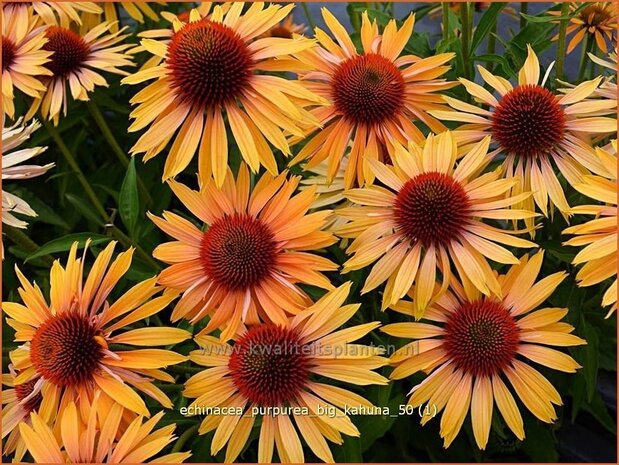 Echinacea purpurea 'Big Kahuna' | Zonnehoed | Roter Sonnenhut