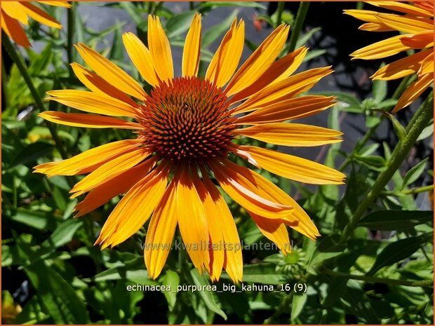 Echinacea purpurea 'Big Kahuna' | Zonnehoed | Roter Sonnenhut