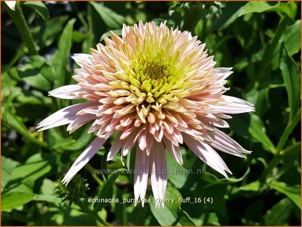 Echinacea purpurea 'Cherry Fluff' | Rode zonnehoed, Zonnehoed | Roter Sonnenhut | Purple Coneflower