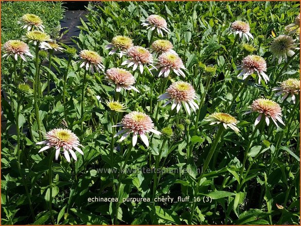 Echinacea purpurea 'Cherry Fluff' | Rode zonnehoed, Zonnehoed | Roter Sonnenhut | Purple Coneflower
