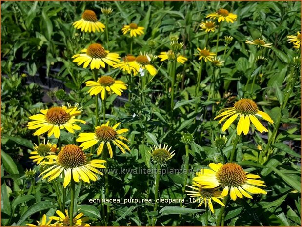 Echinacea purpurea 'Cleopatra' | Zonnehoed | Roter Sonnenhut