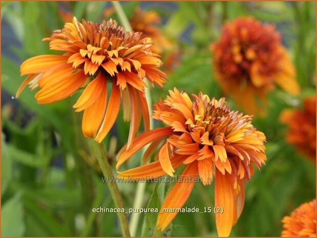Echinacea purpurea 'Marmalade' | Zonnehoed | Roter Sonnenhut