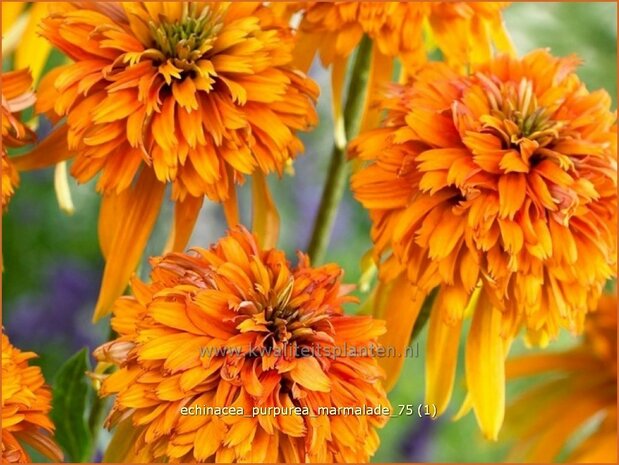 Echinacea purpurea 'Marmalade' | Zonnehoed | Roter Sonnenhut