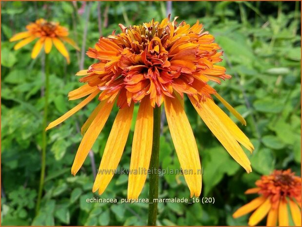 Echinacea purpurea 'Marmalade' | Zonnehoed | Roter Sonnenhut
