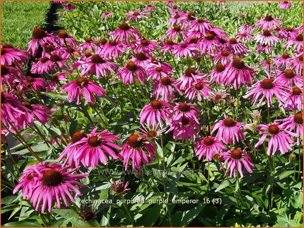 Echinacea purpurea 'Purple Emperor' | Zonnehoed | Roter Sonnenhut