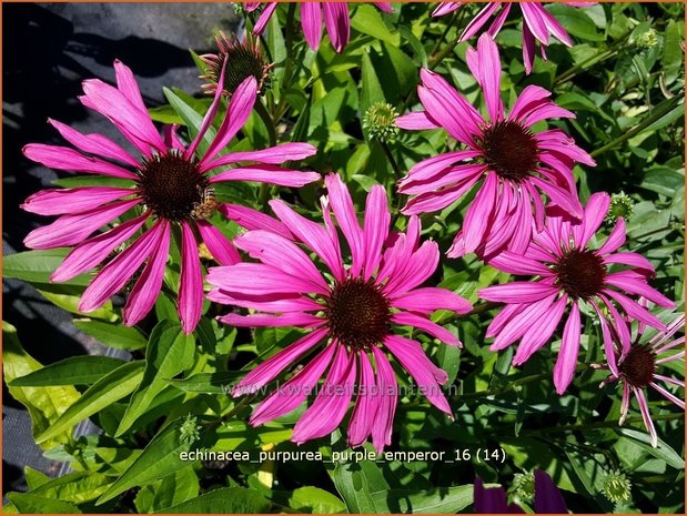 Echinacea purpurea 'Purple Emperor' | Zonnehoed | Roter Sonnenhut