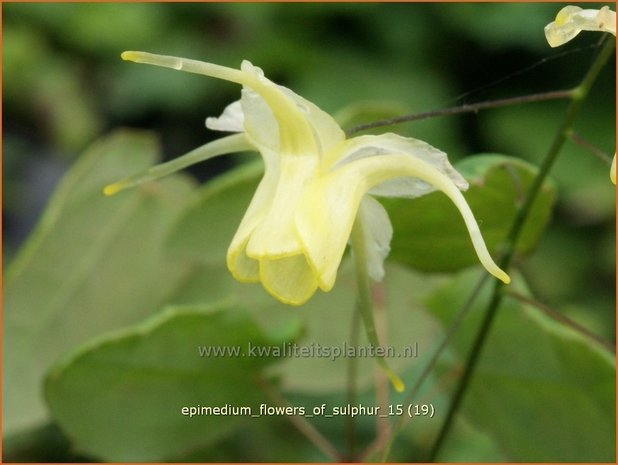 Epimedium 'Flowers of Sulphur' | Elfenbloem | Elfenblume