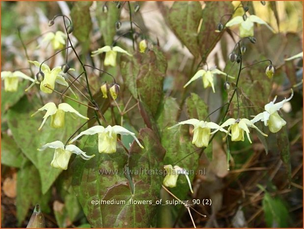 Epimedium 'Flowers of Sulphur' | Elfenbloem | Elfenblume