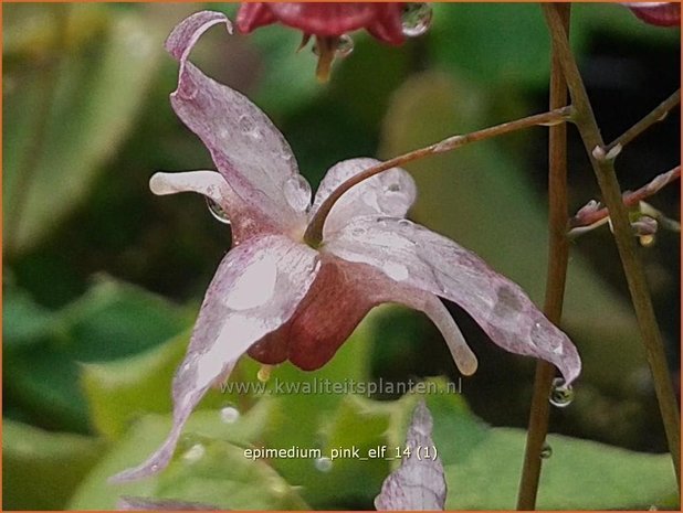 Epimedium 'Pink Elf' | Elfenbloem | Elfenblume