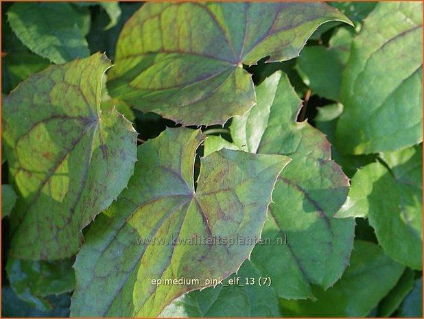 Epimedium 'Pink Elf' | Elfenbloem | Elfenblume