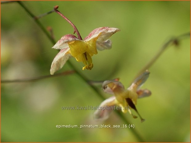 Epimedium pinnatum 'Black Sea' | Elfenbloem | Schwarzmeer-Elfenblume
