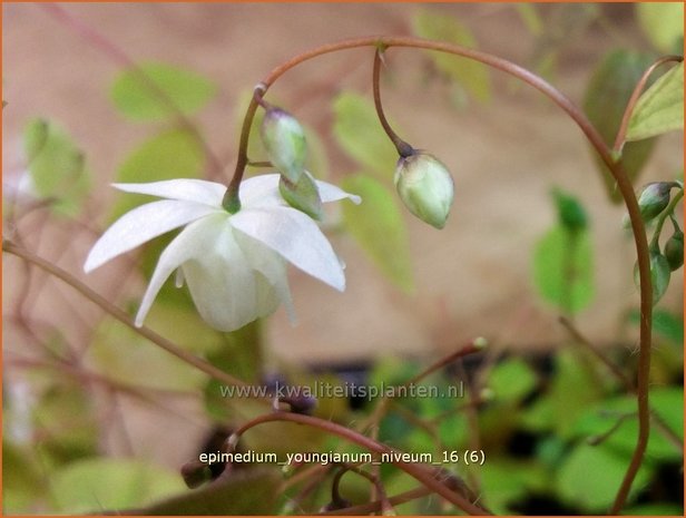 Epimedium youngianum 'Niveum' | Elfenbloem | Zierliche Garten-Elfenblume