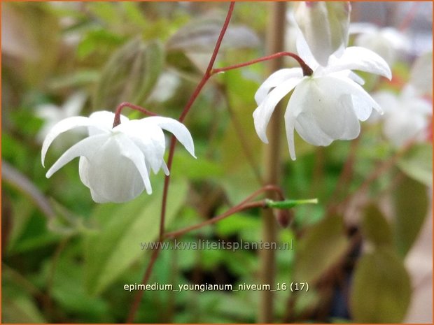 Epimedium youngianum 'Niveum' | Elfenbloem | Zierliche Garten-Elfenblume